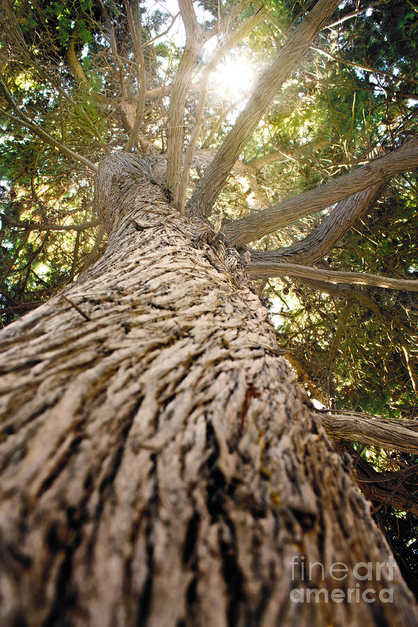 Mighty Pine Tree Photograph By Mythja Photography 