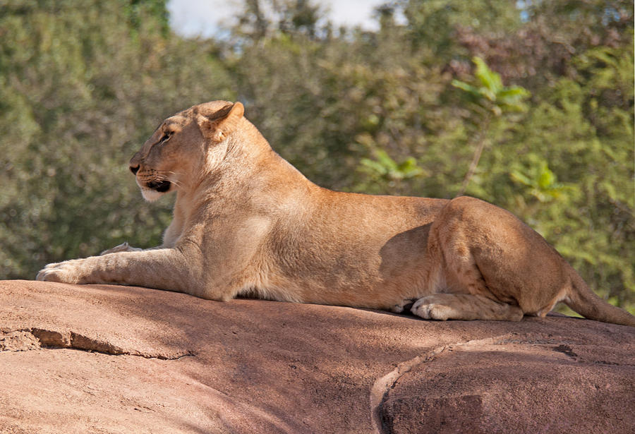 Lion Photograph - Mighty Queen Of The Jungle by John Black