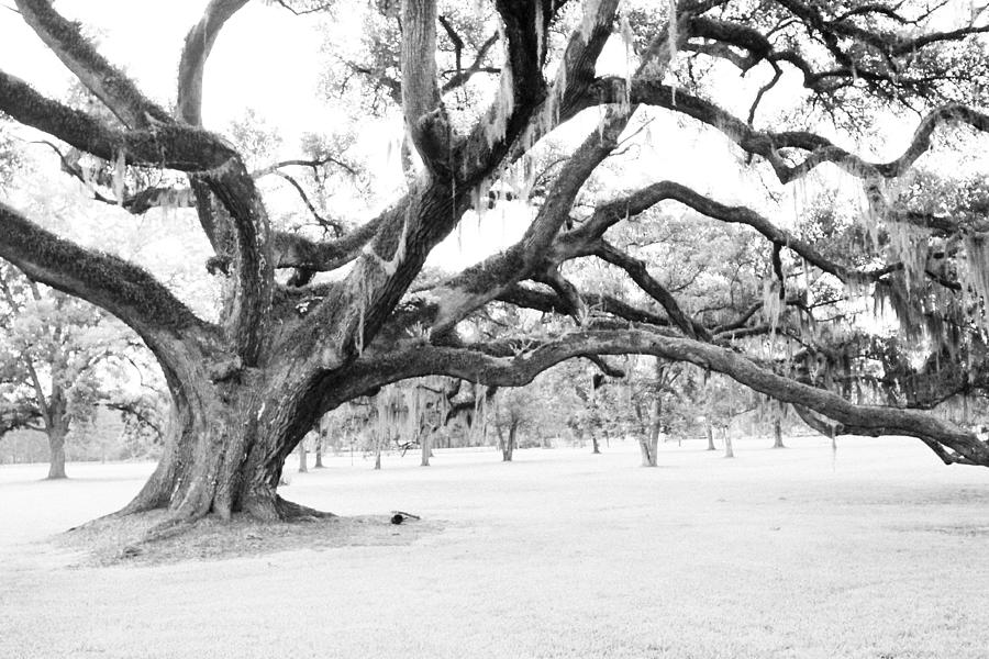 Tree Photograph - Mighty Southern Oak by Audreen Gieger