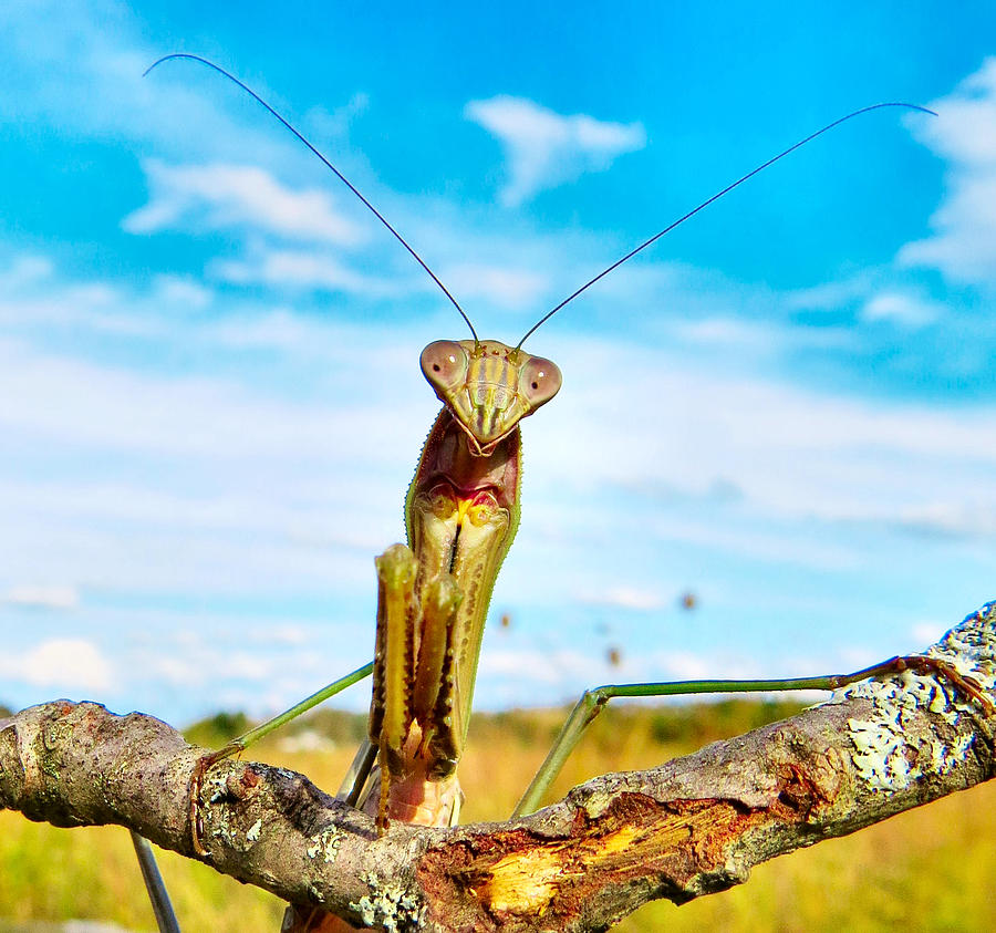 Mighty Super Mantis Photograph by Art Dingo