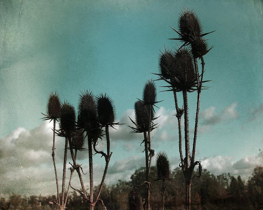 Teasels Photograph - Mighty Teasels Standing Tall by Gothicrow Images