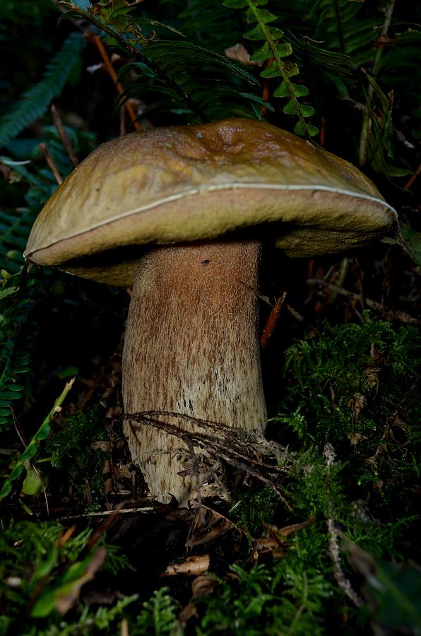 Mighty Toadstool Photograph by Laureen Murtha Menzl Mighty Toadstool Photograph by Laureen Murtha Menzl