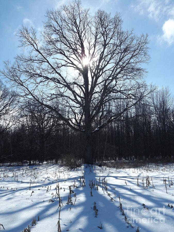 Mighty Winter Oak Tree Photograph by Erick Schmidt