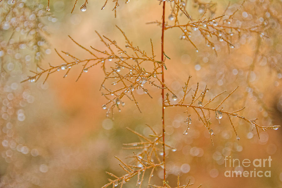Magical Raindrops Photograph by Marianne Jensen