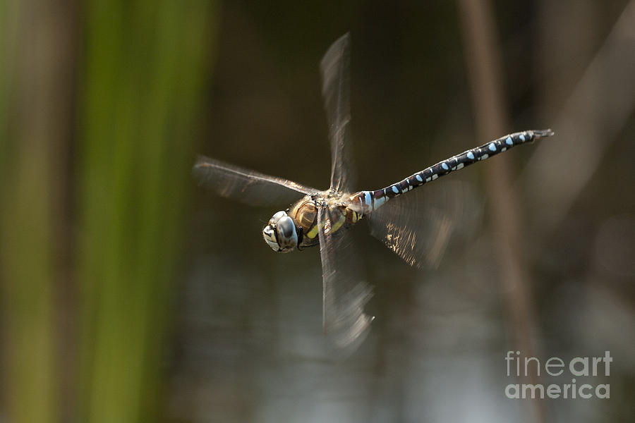 Migrant Hawker dragonfly in flight Photograph by Tony Mills