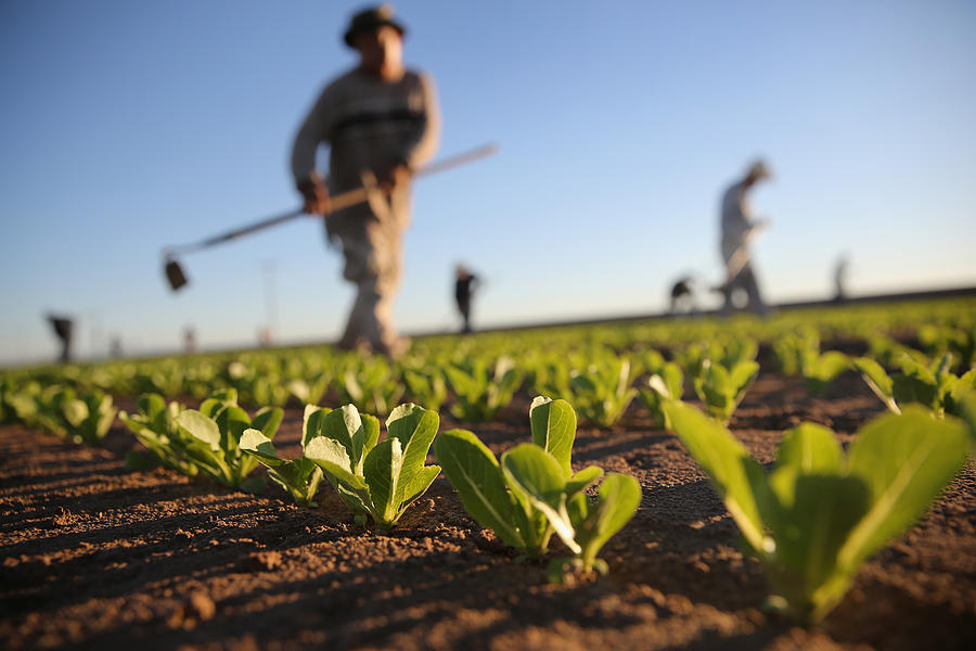 Migrant Workers Farm Crops In Southern Ca Photograph by John Moore Migrant Workers Farm Crops In Southern Ca Photograph by John Moore