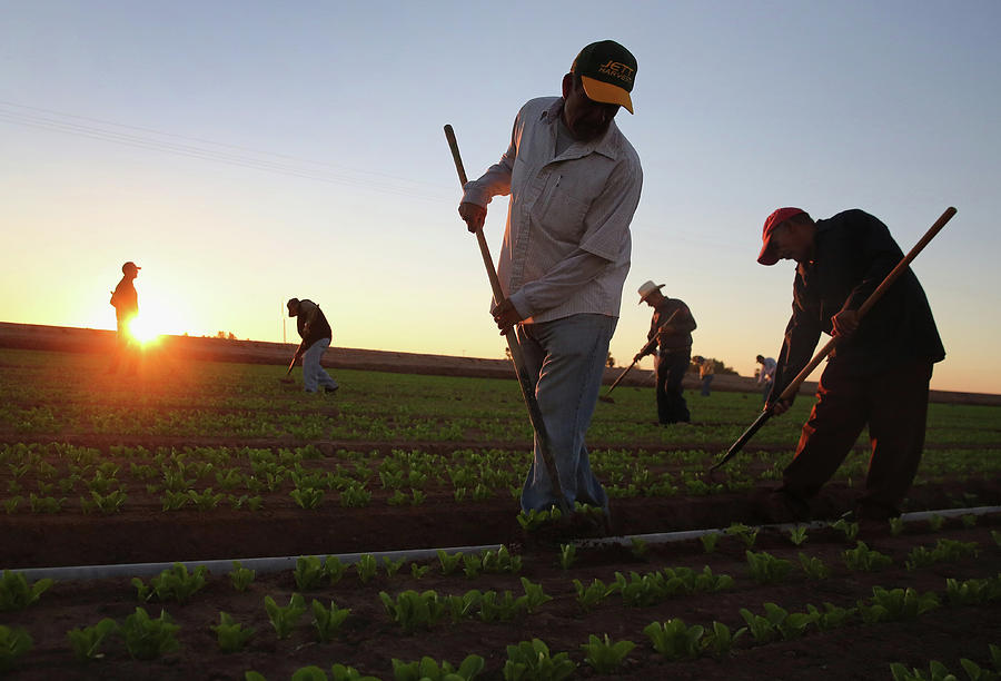 Migrant Workers Farm Crops In Southern Photograph by John Moore