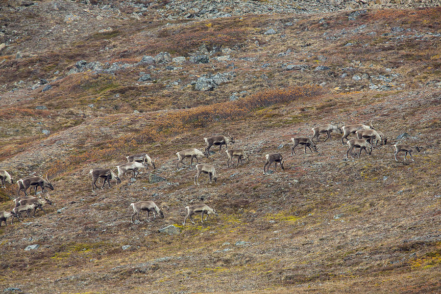Animal Photograph - Migrating Caribou by Tim Grams