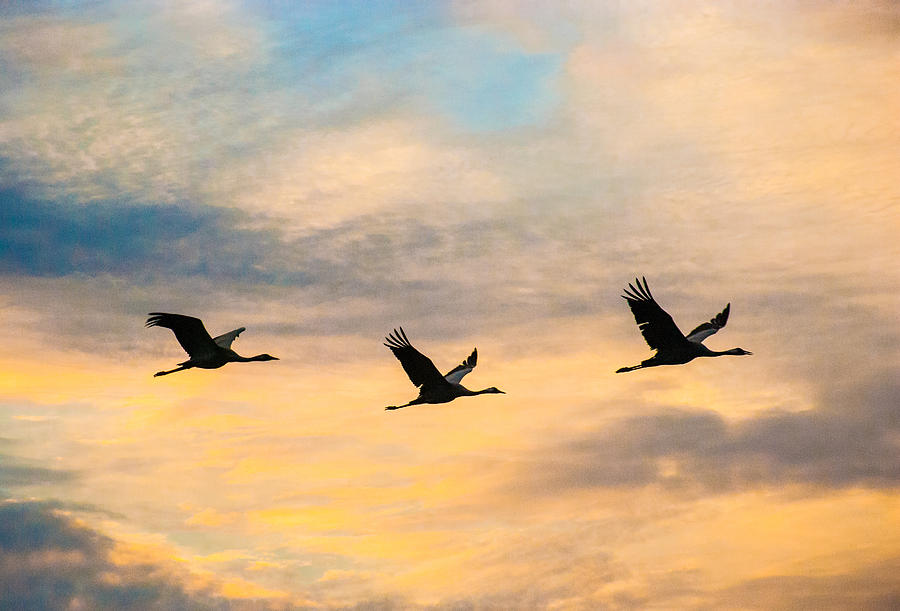 Migrating Cranes Photograph by Meir Jacob - Fine Art America