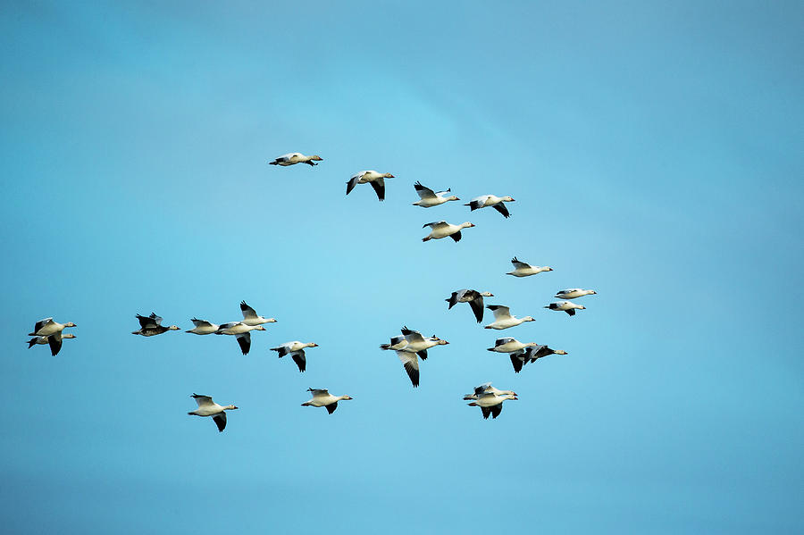 Migrating Flock Of Snow Geese, Repulse Photograph by WorldFoto - Fine ...