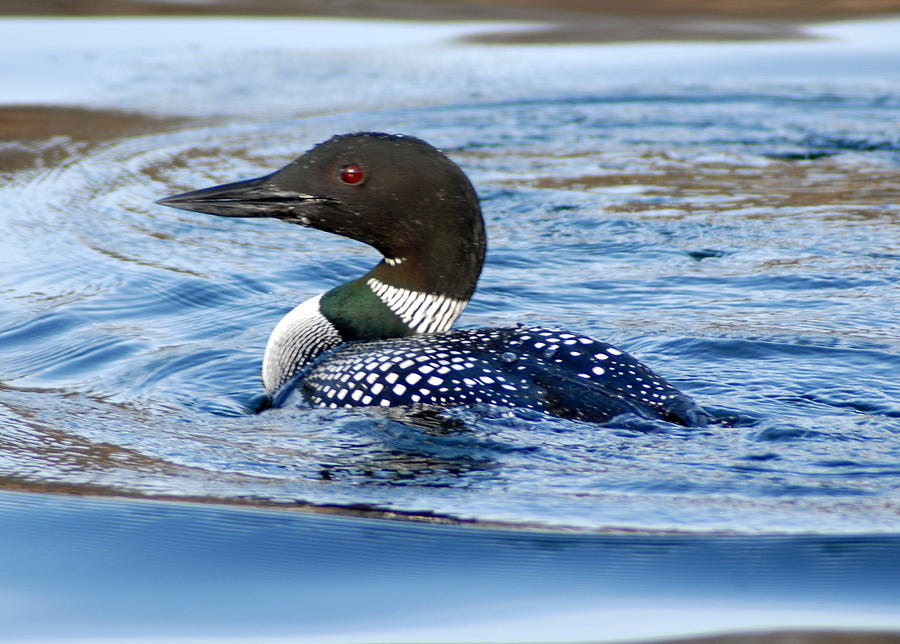 Migrating Loon Photograph by Libby Saunders Fine Art America