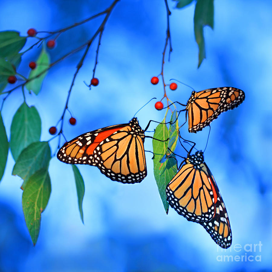 Migrating Monarchs Photograph by Pattie Calfy