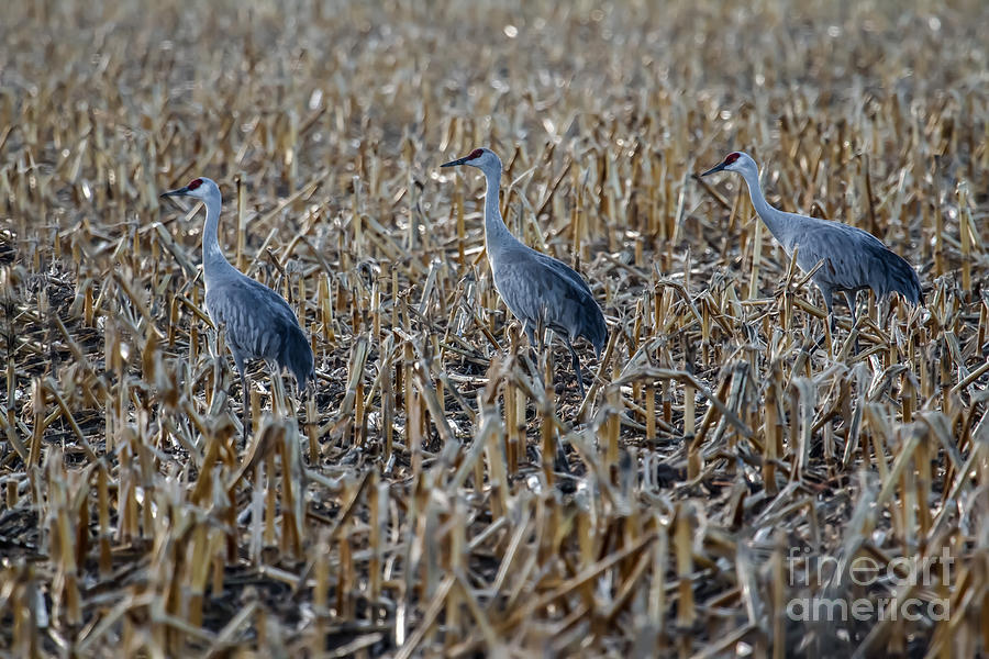 Migrating Sandhill Cranes Photograph by Robert Bales