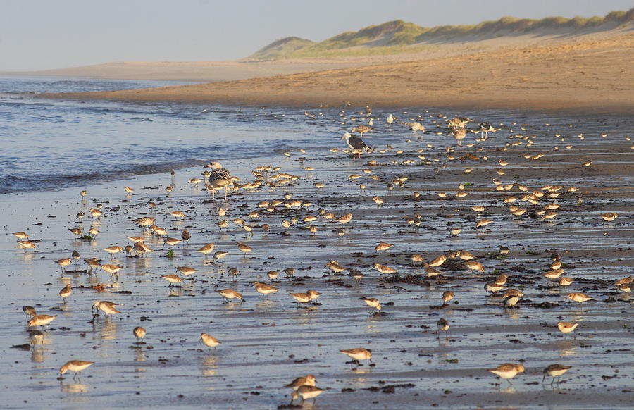 Migrating Shorebirds at Cape Cod National Seashore Photograph by John Burk