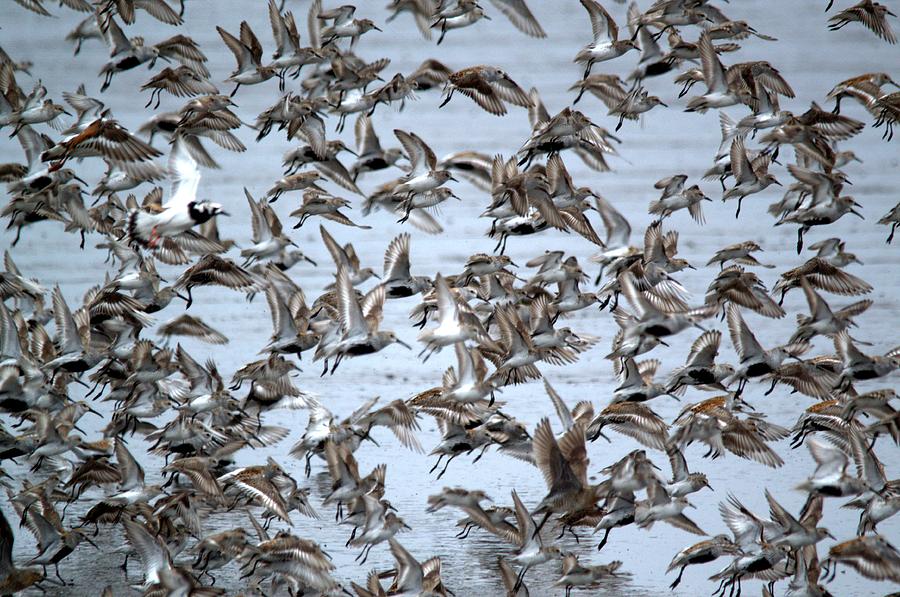 migrating-shorebirds-slaughter-beach-on-the-delaware-bay-photograph-by