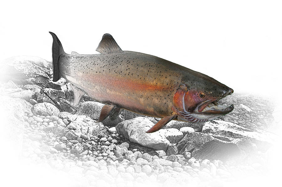 Migrating Steelhead Rainbow Trout Photograph by Randall Nyhof