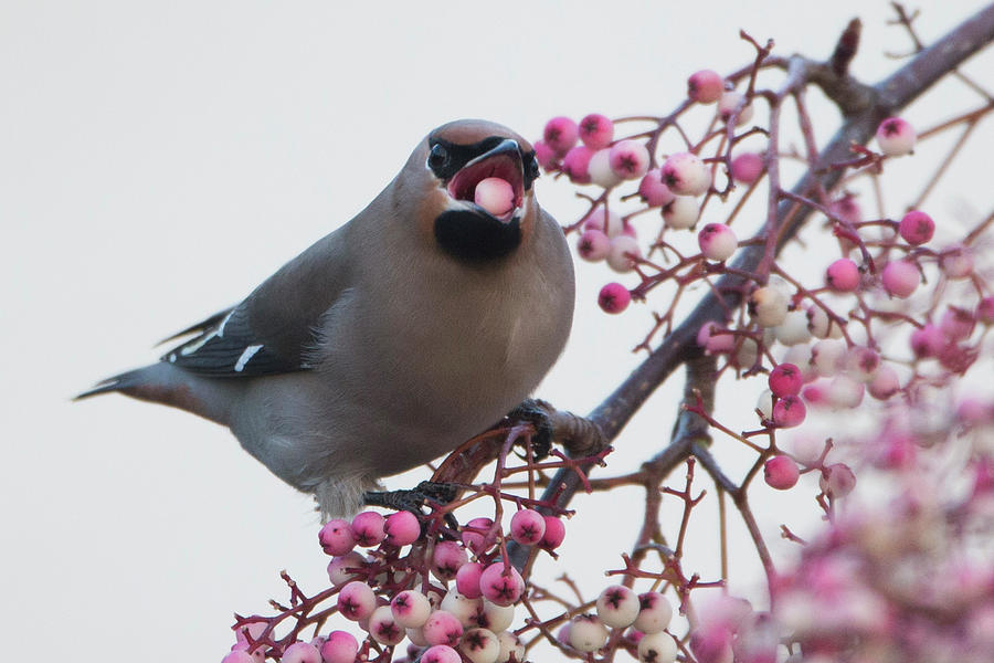 Migrating Waxwings Arrive In The Uk Photograph by Dan Kitwood