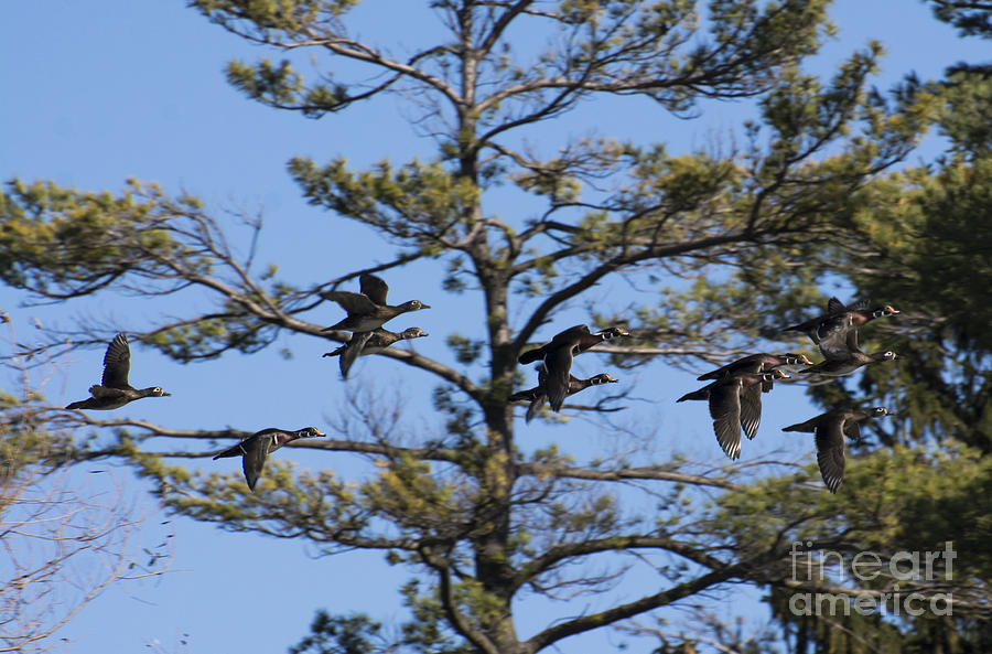 Migrating Wood Ducks Photograph by Dan Hefle