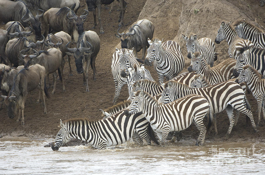 Migrating Zebras And Wildebeests Photograph by John Shaw - Fine Art America