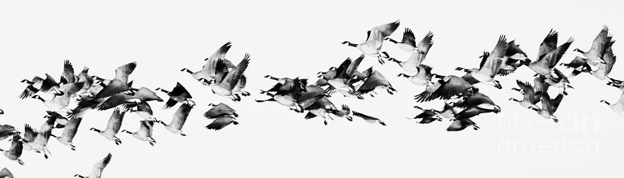 Migration Black And White Photograph by Paulina Roybal