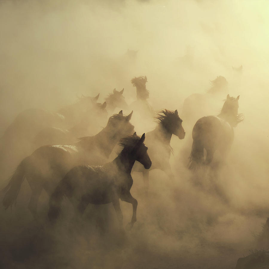 Horse Photograph - Migration Of Horses by H??seyin Ta??k??n