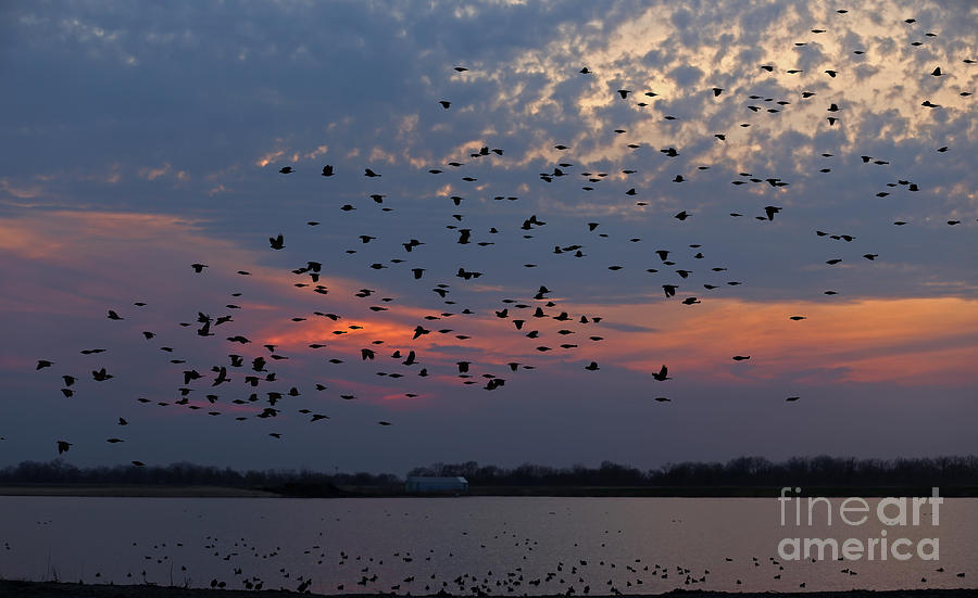 Migration of the American Coot Photograph by Elizabeth Winter