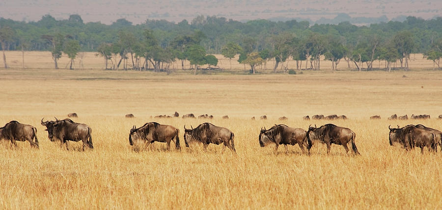 Migration Of Wildebeest Photograph by Diane Levit / Design Pics