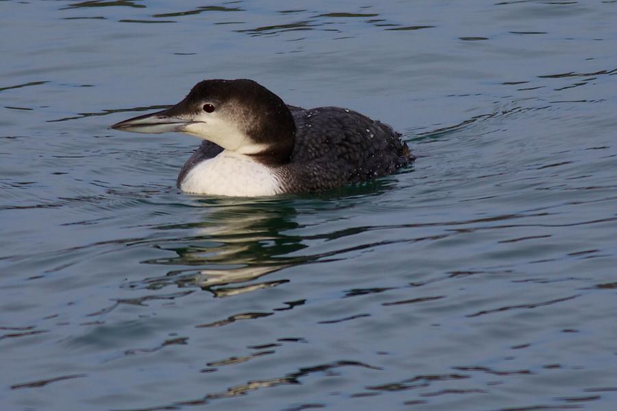Common Loon Photograph by Allan Morrison