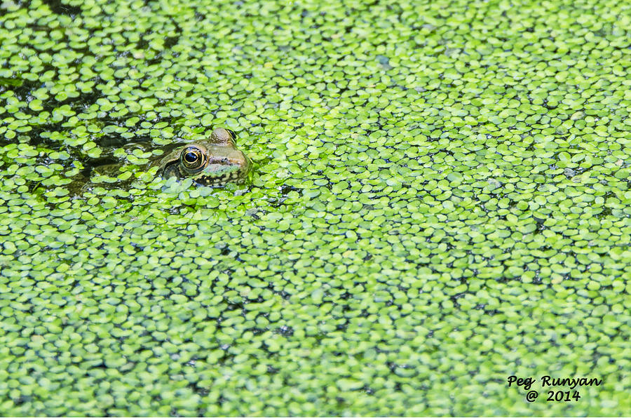 Mike Moats Frog Photograph by Peg Runyan