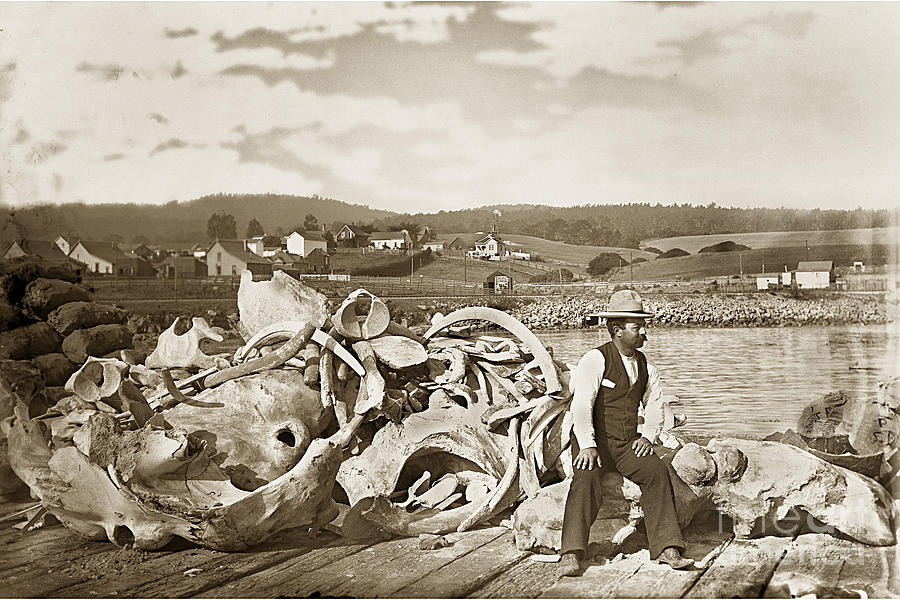 Whale Photograph - Mike Noon Monterey Whaler on Montereys wharf  circa 1890 by Monterey County Historical Society