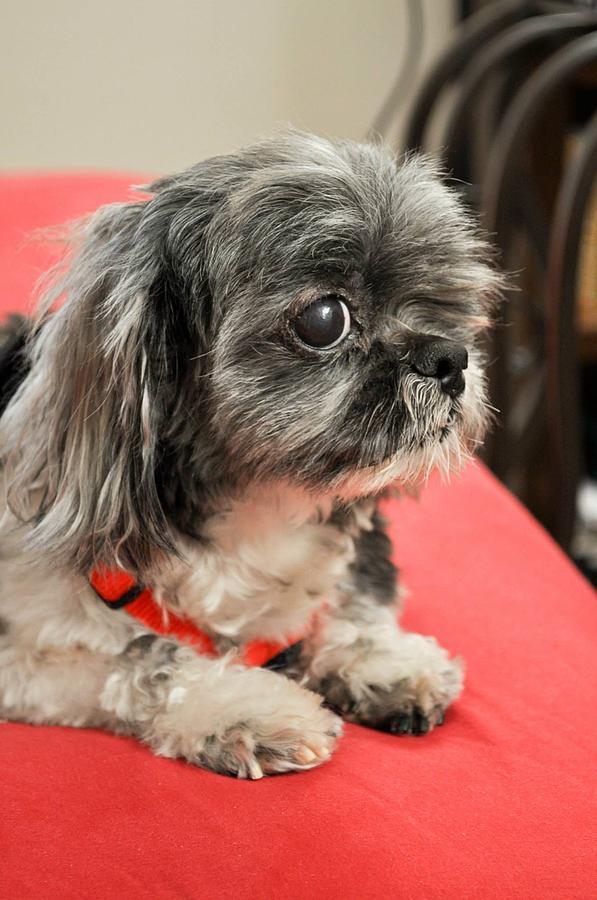 Mike the Shih Tzu again Photograph by Wayne Ackerson - Fine Art America