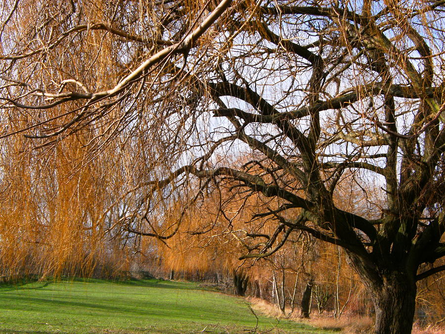 Willow Trees Photograph - Mild winter in Mayesbrook Park - Dagenham by Mudiama Kammoh Willow Trees Photograph - Mild winter in Mayesbrook Park - Dagenham by Mudiama Kammoh