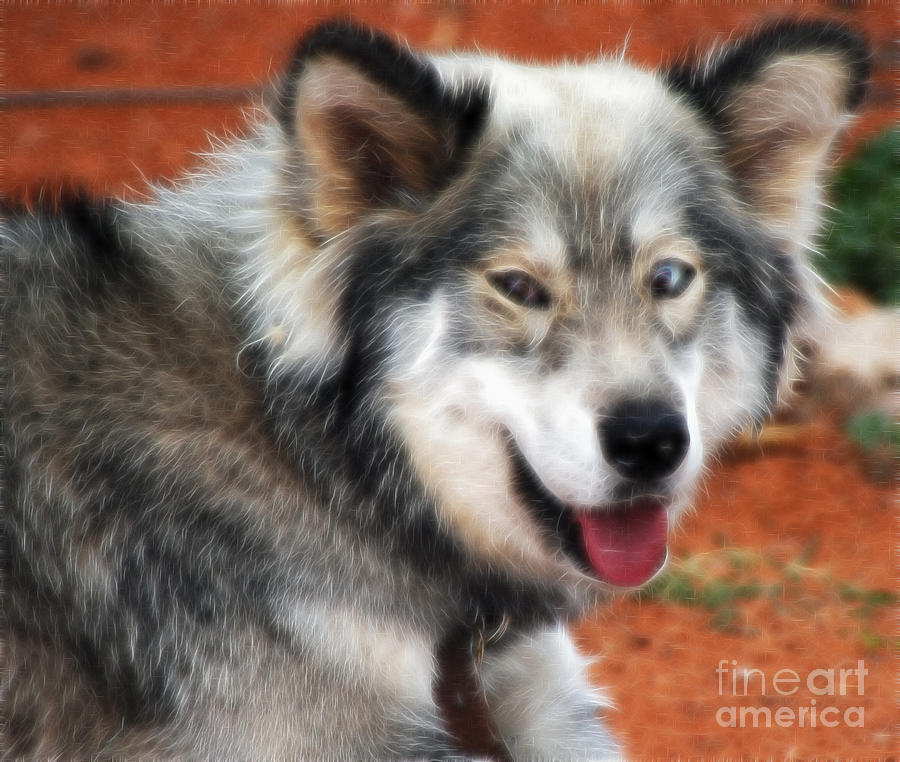 Miley The Husky With Blue and Brown Eyes - Fractilius Photograph by Doc Braham