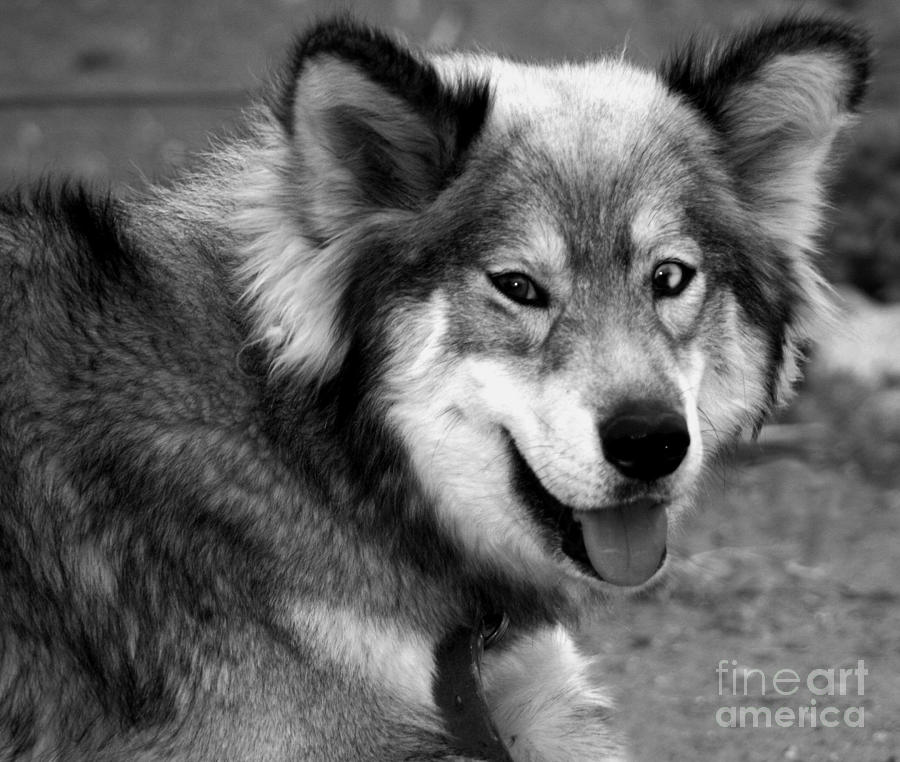 Miley The Husky With Blue and Brown Eyes - Black and White Photograph by Doc Braham