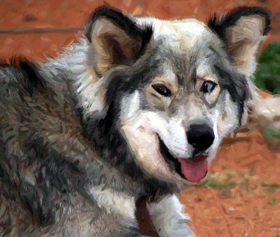 Husky With Blue and Brown Eyes - Impressionist Expression Photograph by Doc Braham