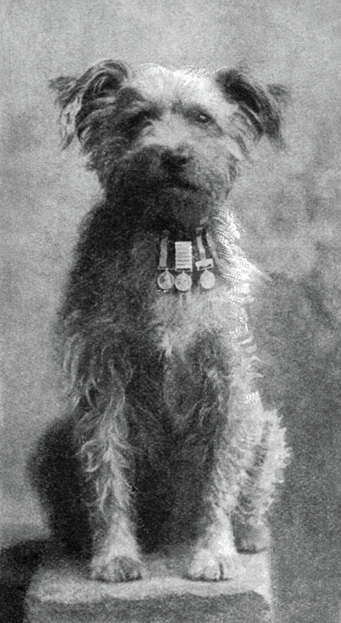 Military Dog, 1902 Photograph by Granger