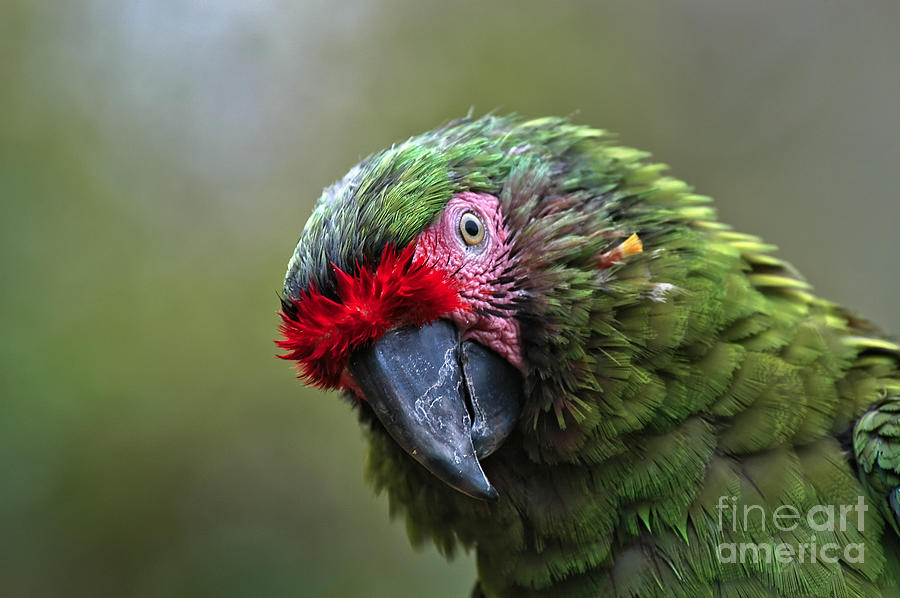Military Macaw Photograph by Al Andersen