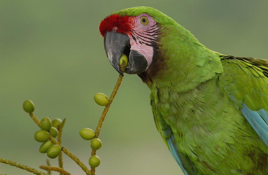 Military Macaw Feeding On Palm Fruit Photograph by Pete Oxford