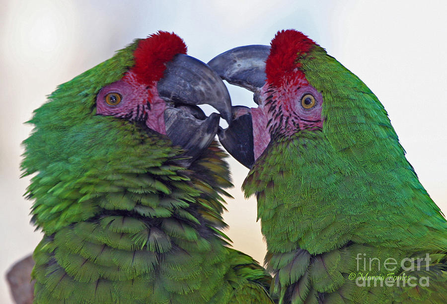 Military Macaw Kiss I Love You Photograph