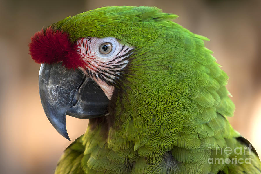 Military Macaw  Photograph by Meg Rousher