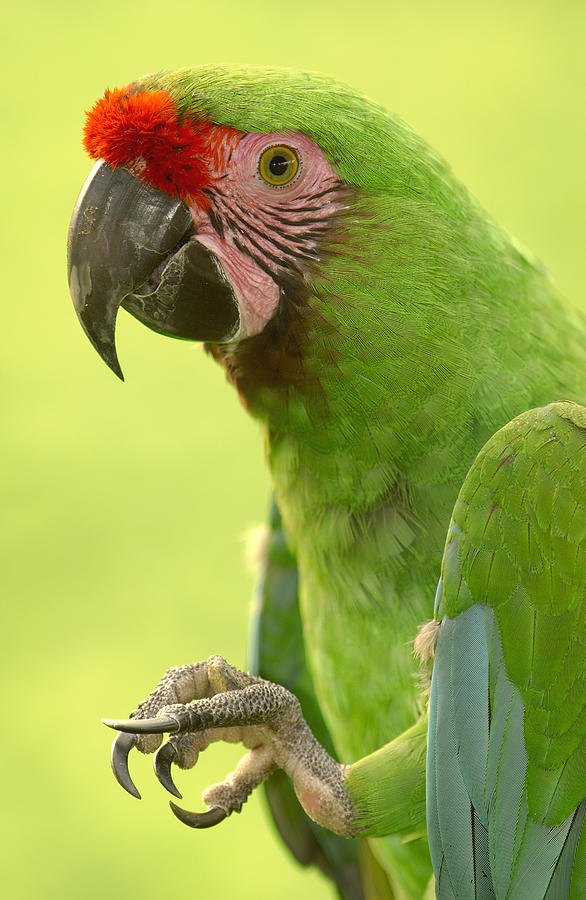 Military Macaw Portrait Ecuador Photograph by Pete Oxford