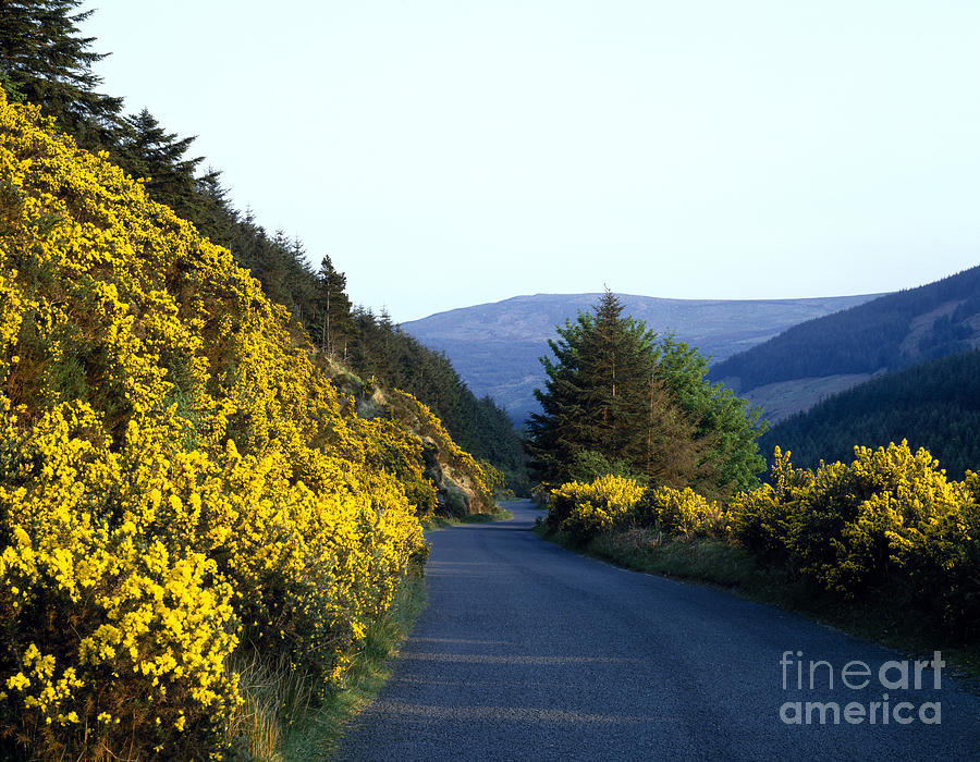Military Road, Ireland Photograph by Rafael Macia Military Road, Ireland Photograph by Rafael Macia
