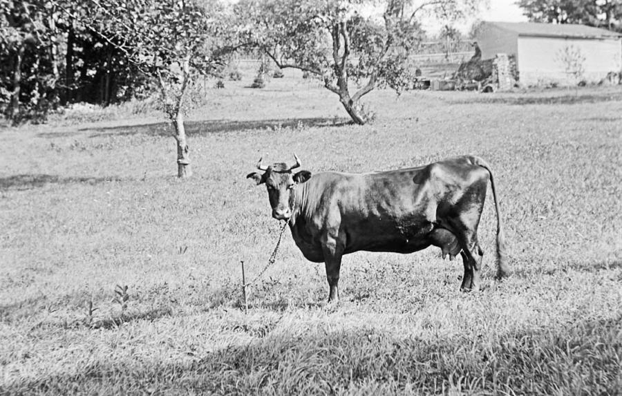 Milk Cow in Pasture Bucks County Pennsylvania c 1900 Photograph by A Macarthur Gurmankin