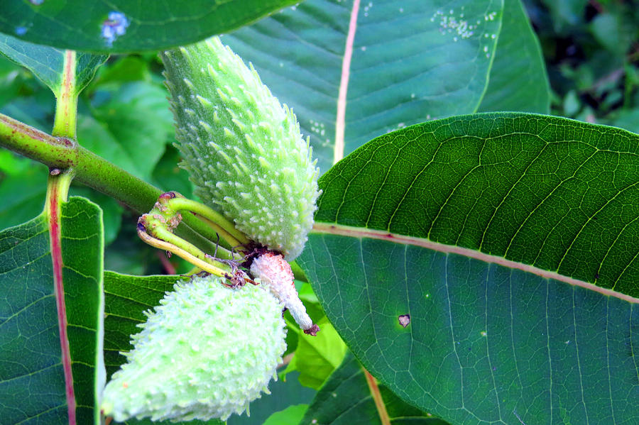 Milk Pods Photograph by Kathy Johnson - Pixels