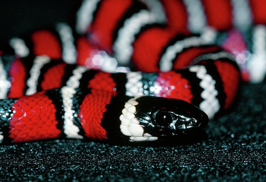 Milk Snake Photograph by Dr Morley Read/science Photo Library