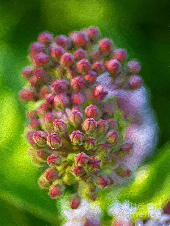 Milk Weed Flowers - painterly Photograph by Les Palenik