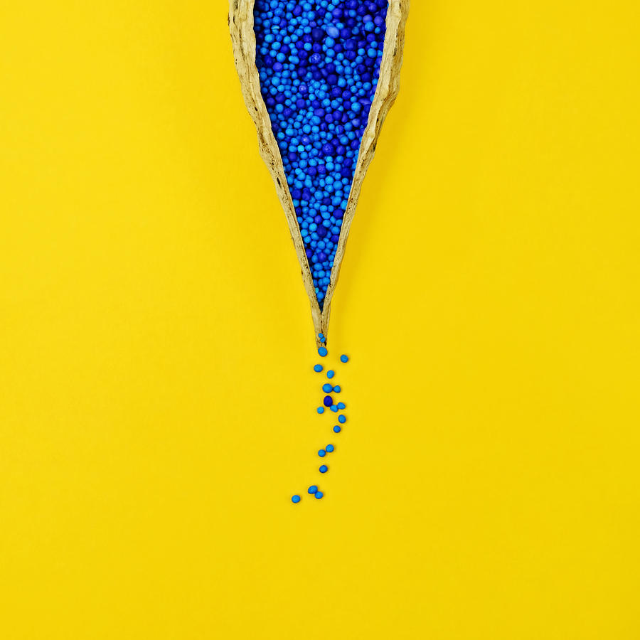 Milk Weed Pod with Blue Seeds Photograph by Juj Winn
