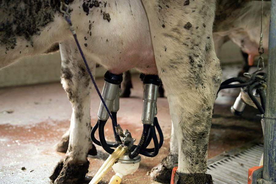 Milking A Cow Photograph by Photostock-israel/science Photo Library