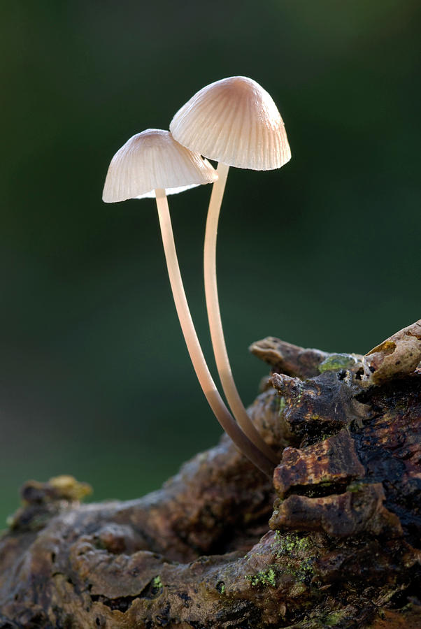 Small Mycena mushroom growing on a log Shower Curtain