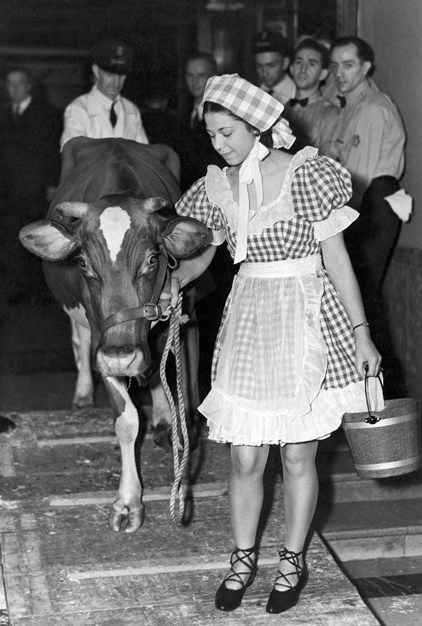 Milking Cow In New York Hotel Photograph by Underwood Archives
